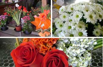 Floricultura Silvany - Foto 1