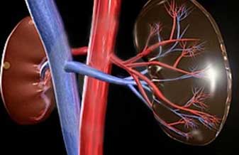 Clínica de Ortopedia e Nefrologia do Cariri - Foto 1