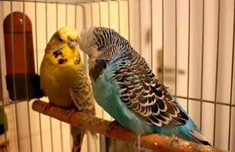 Ponto do Campo - Foto 1