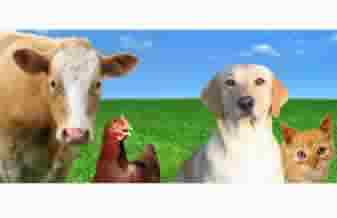 São Bento Produtos Veterinários - Foto 1