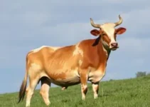 Brucelose Bovina