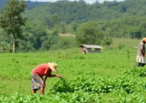 agricultura familiar
