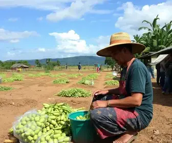 preparativos para Finados